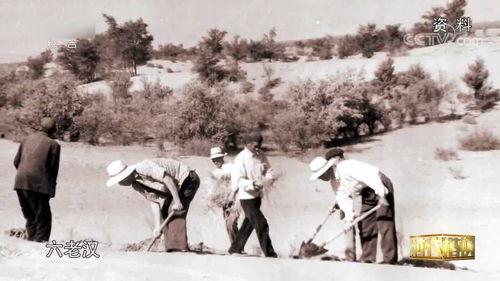 六老汉治沙视频,荒漠变绿洲的坚守与奇迹