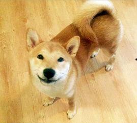 人和狗做爱视频,揭秘真实情感交织的禁忌世界