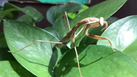螳螂最新视频,捕食技巧与生存智慧大公开