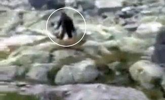 大脚怪视频,视频记录下的奇异生物之谜