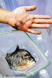 鱼咬手视频,惊险一幕背后的科学揭秘