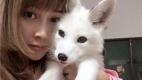 抓狐狸视频,一场惊心动魄的追逐战