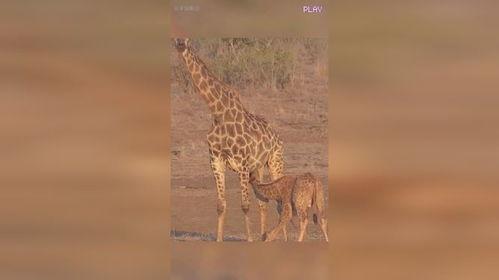 长颈鹿生宝宝视频,见证生命诞生的震撼瞬间
