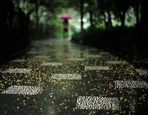 桂花雨朗读视频